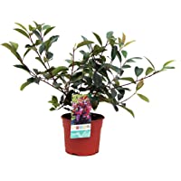 Setos y arbustos de Botanicly – Photinia Red Robin – Altura: 60 cm